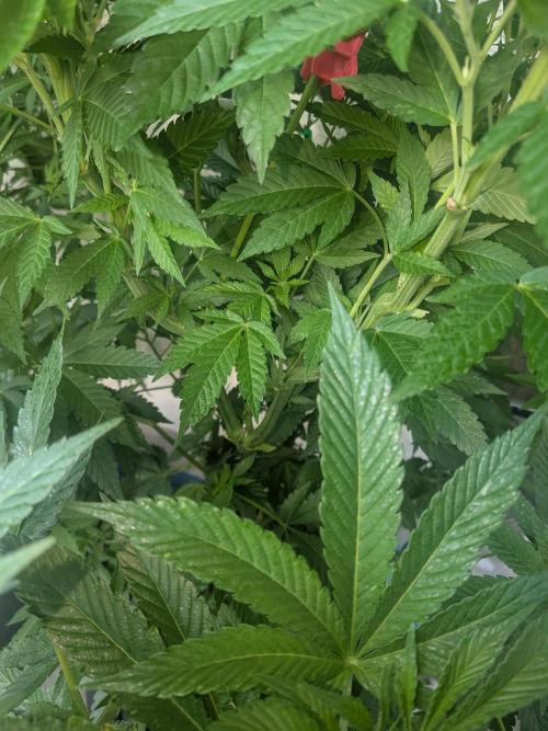 Khalifa Kush | outdoor 2026. Week 14