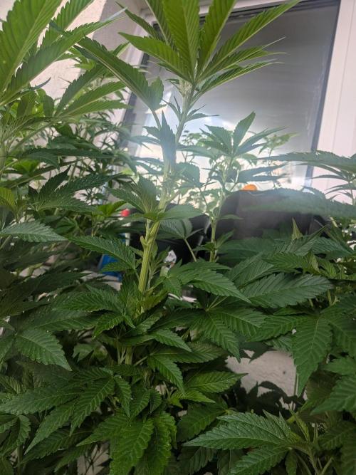 Khalifa Kush | outdoor 2026. Week 14