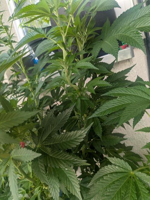 Khalifa Kush | outdoor 2026. Week 14