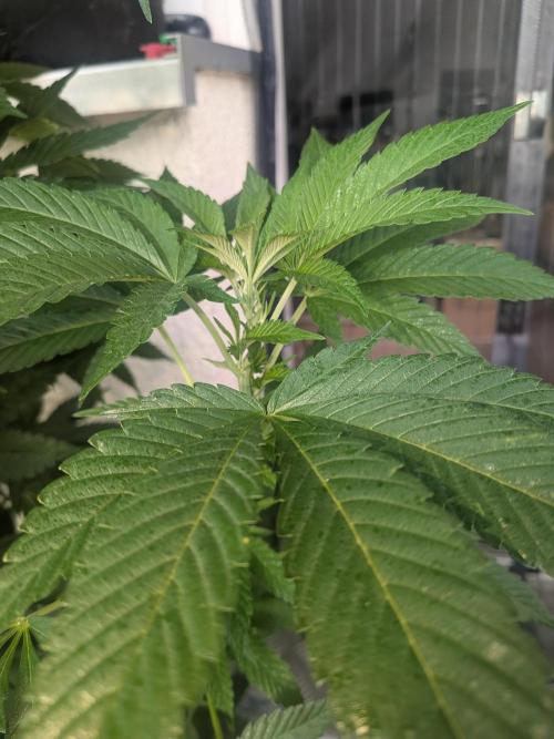 Khalifa Kush | outdoor 2026. Week 14