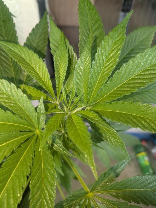 Khalifa Kush | outdoor 2026. Week 14