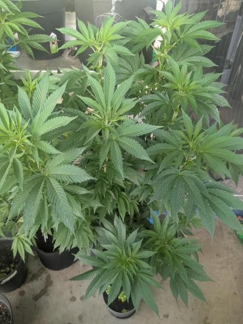 Khalifa Kush | outdoor 2026. Week 14