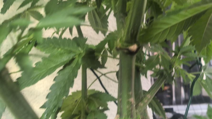 Khalifa Kush | outdoor 2026