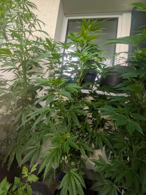 Cocos Premium. Week 13