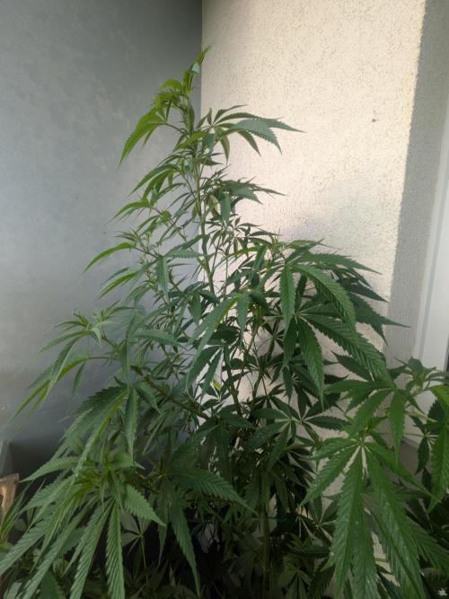 RS11 (Rainbow Sherbet). Week 13