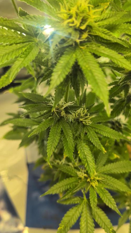 Devil Cookies One | USA Genetics 2026