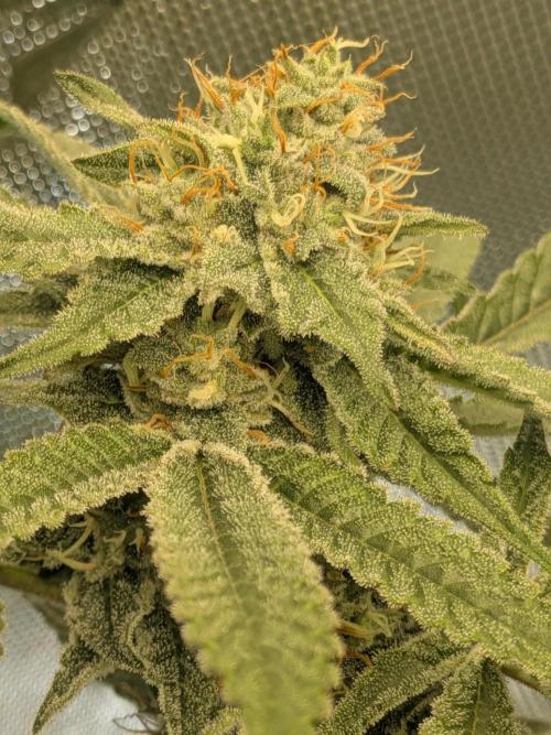 Devil Cookies One | USA Genetics 2026. Week 16