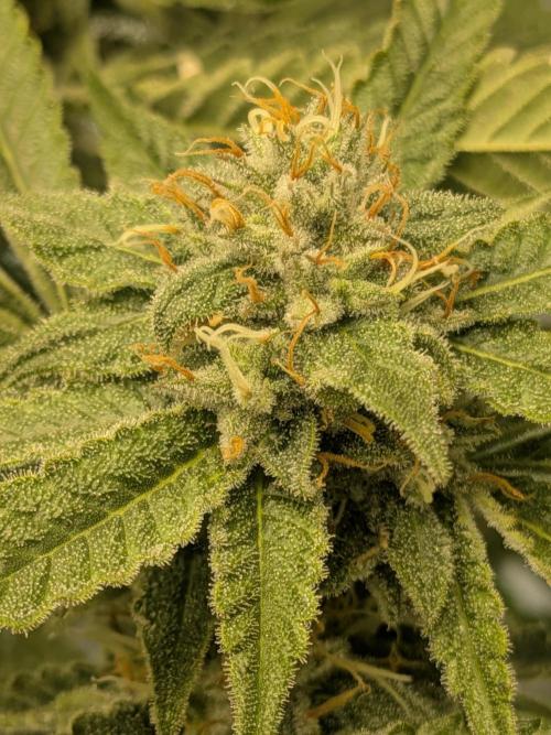 Devil Cookies One | USA Genetics 2026. Week 16