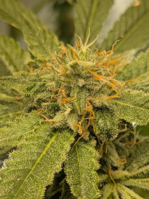 Devil Cookies One | USA Genetics 2026. Week 16