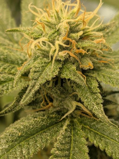Devil Cookies One | USA Genetics 2026. Week 16