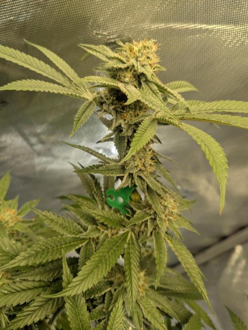 Devil Cookies One | USA Genetics 2026. Week 16