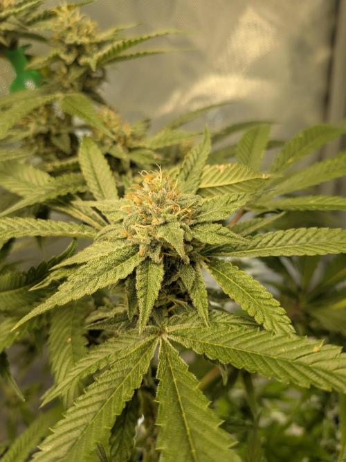 Devil Cookies One | USA Genetics 2026. Week 16