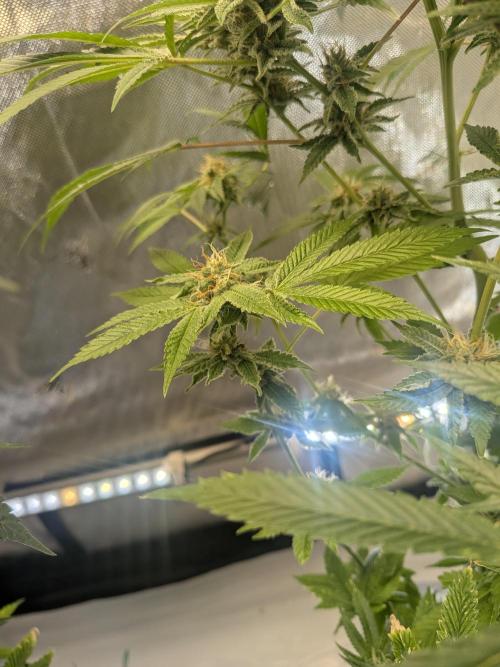 Devil Cookies One | USA Genetics 2026. Week 16