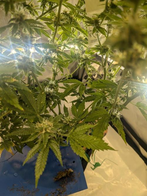 Devil Cookies One | USA Genetics 2026. Week 16