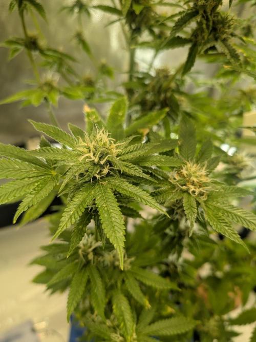 Devil Cookies One | USA Genetics 2026. Week 16