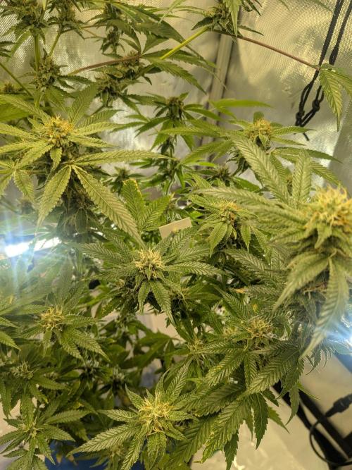 Devil Cookies One | USA Genetics 2026. Week 16