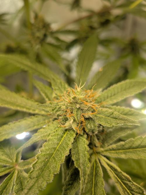 Devil Cookies One | USA Genetics 2026. Week 16