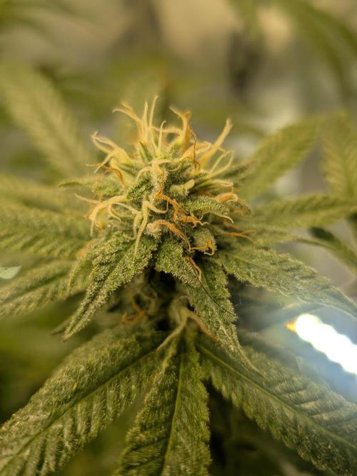Devil Cookies One | USA Genetics 2026. Week 16
