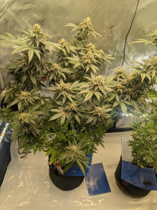 Mellow Jelly | Exclusive Zamnesia. Week 16