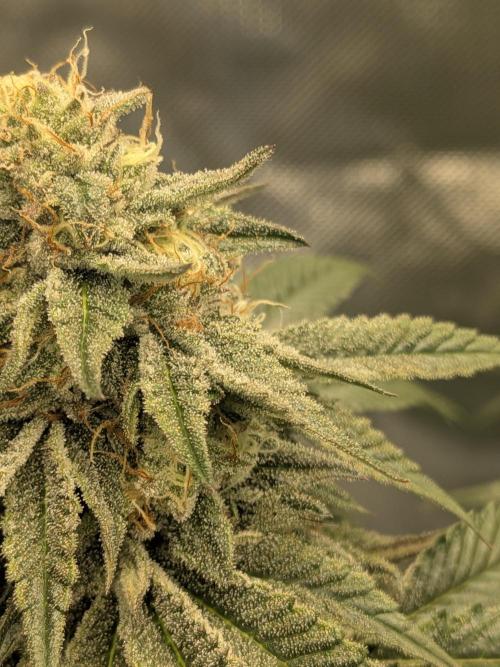 Mellow Jelly | Exclusive Zamnesia. Week 16