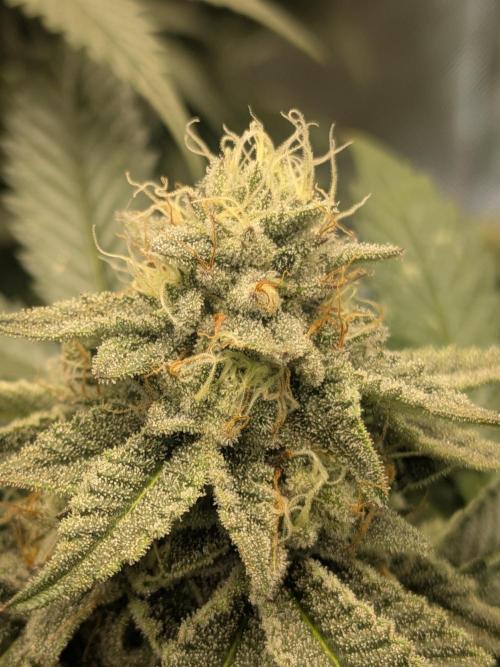 Mellow Jelly | Exclusive Zamnesia. Week 16