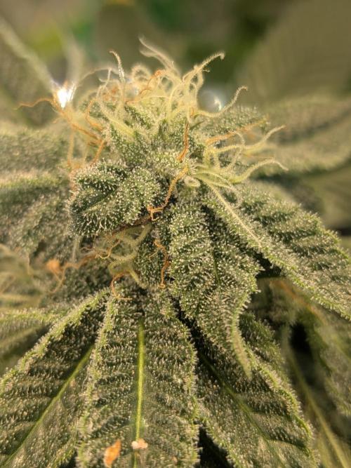Mellow Jelly | Exclusive Zamnesia. Week 16