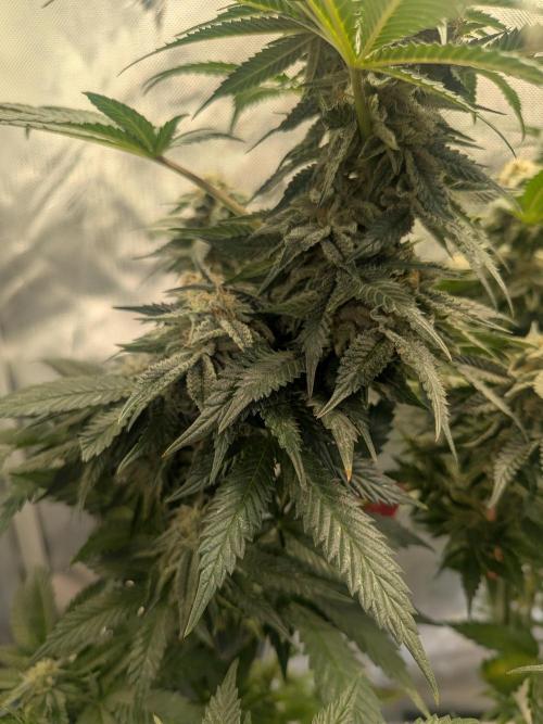 Mellow Jelly | Exclusive Zamnesia. Week 16