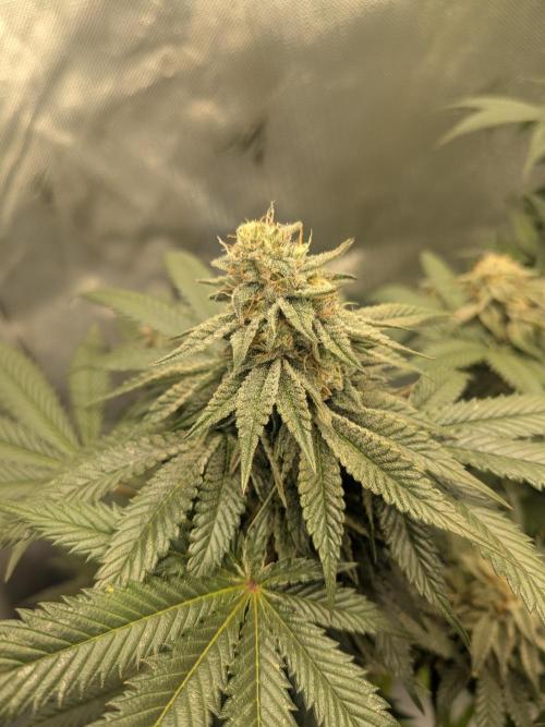 Mellow Jelly | Exclusive Zamnesia. Week 16