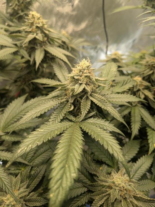 Grow tent. Week 16