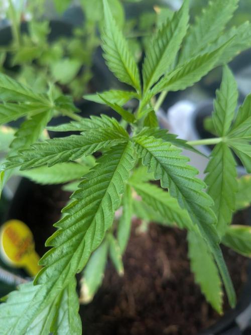 Strawberry Banana 🍌 Sun-Smash. Week 7