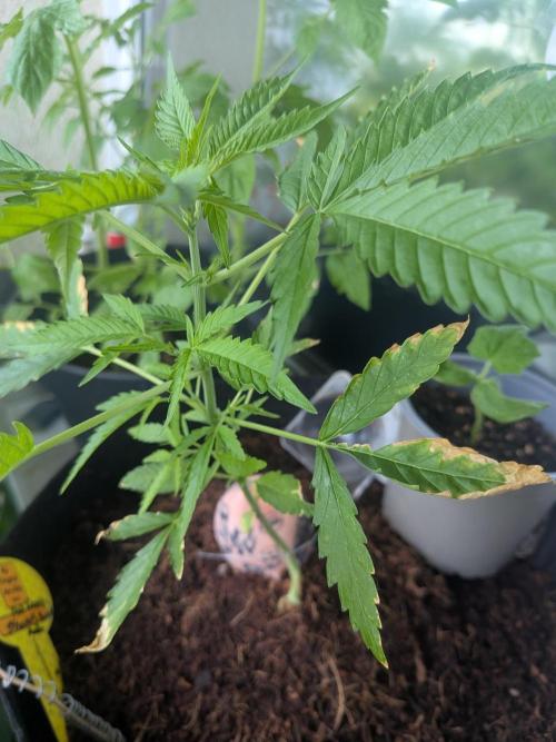Strawberry Banana 🍌 Sun-Smash. Week 7