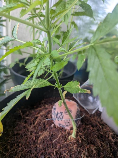Strawberry Banana 🍌 Sun-Smash. Week 7
