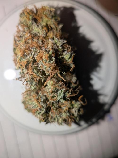 🥦Honey, I Shrunk the Broccoli! Micro. Week 16