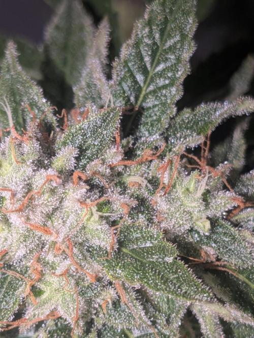 Devil Cookies One | USA Genetics 2026. Week 17
