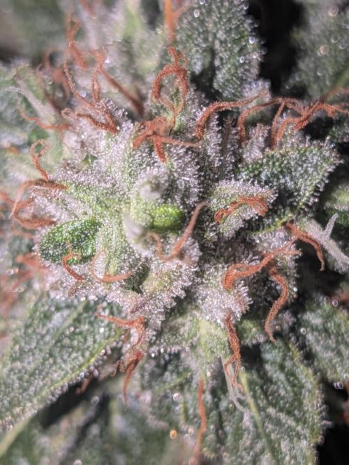 Devil Cookies One | USA Genetics 2026. Week 17