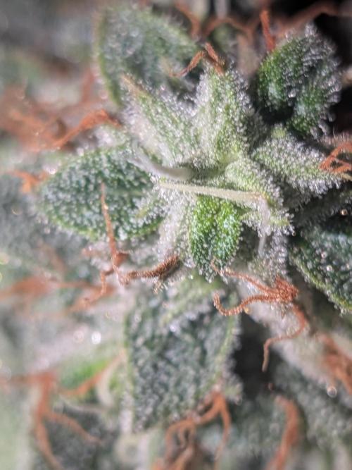 Devil Cookies One | USA Genetics 2026. Week 17