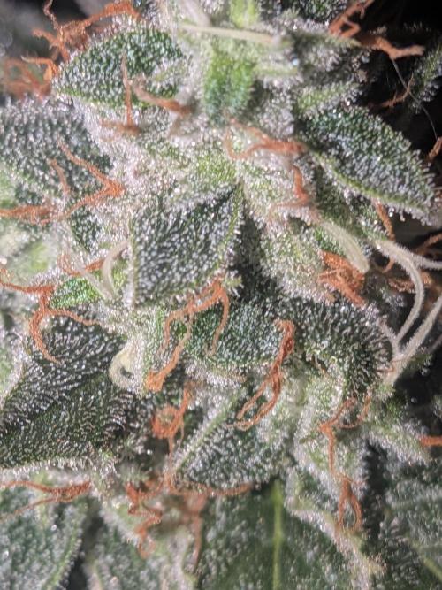 Devil Cookies One | USA Genetics 2026. Week 17