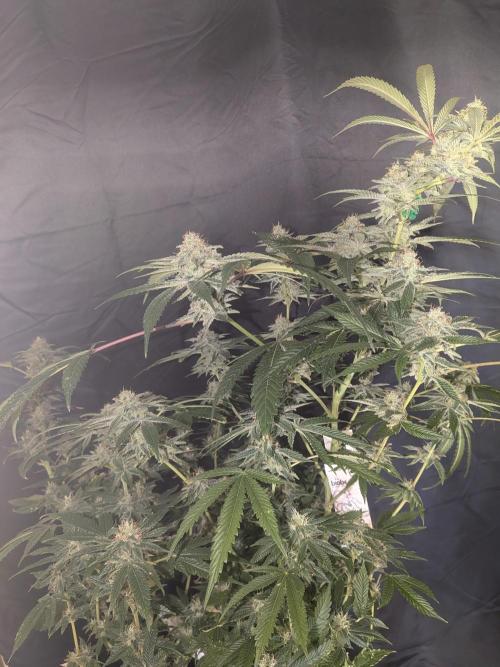 Devil Cookies One | USA Genetics 2026. Week 17