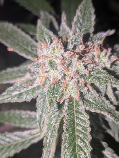 Devil Cookies One | USA Genetics 2026. Week 17