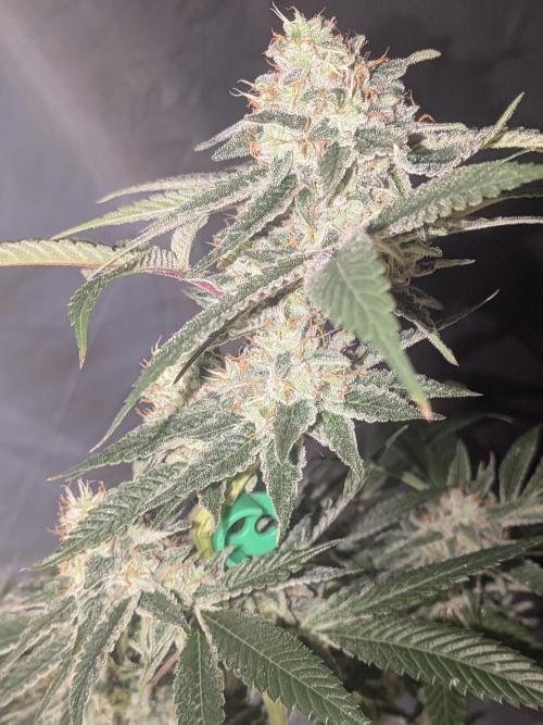 Devil Cookies One | USA Genetics 2026. Week 17