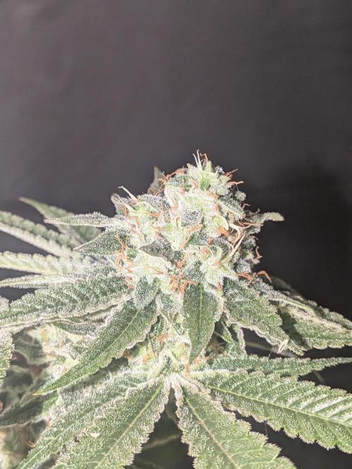 Devil Cookies One | USA Genetics 2026. Week 17