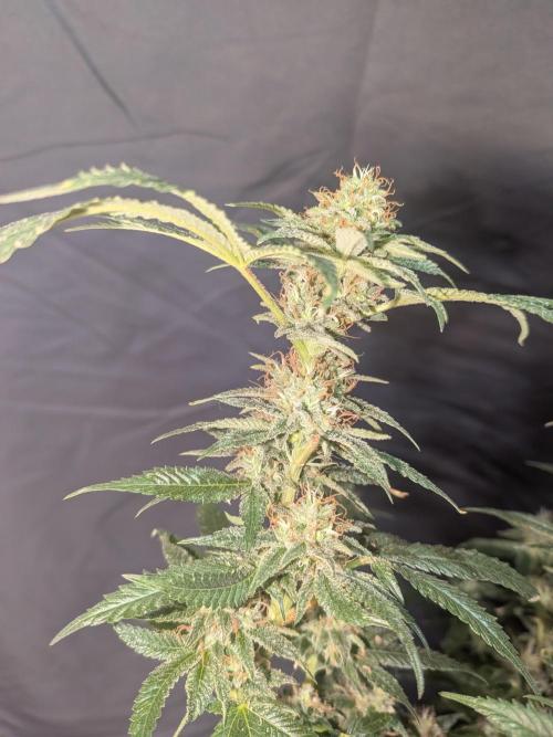 Devil Cookies One | USA Genetics 2026. Week 17