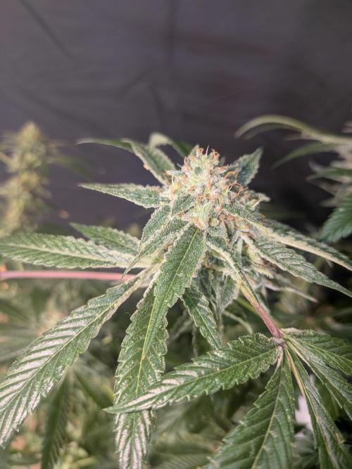 Devil Cookies One | USA Genetics 2026. Week 17