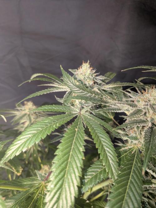 Devil Cookies One | USA Genetics 2026. Week 17
