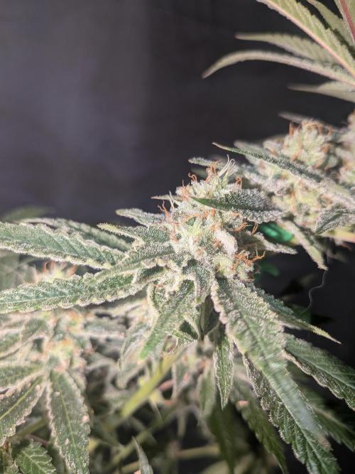 Devil Cookies One | USA Genetics 2026. Week 17