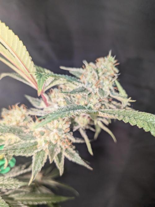 Devil Cookies One | USA Genetics 2026. Week 17