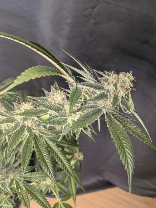 Devil Cookies One | USA Genetics 2026. Week 17