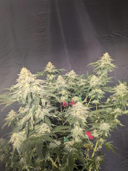 Mellow Jelly | Exclusive Zamnesia. Week 17