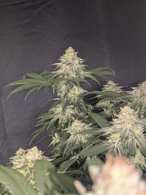 Mellow Jelly | Exclusive Zamnesia. Week 17