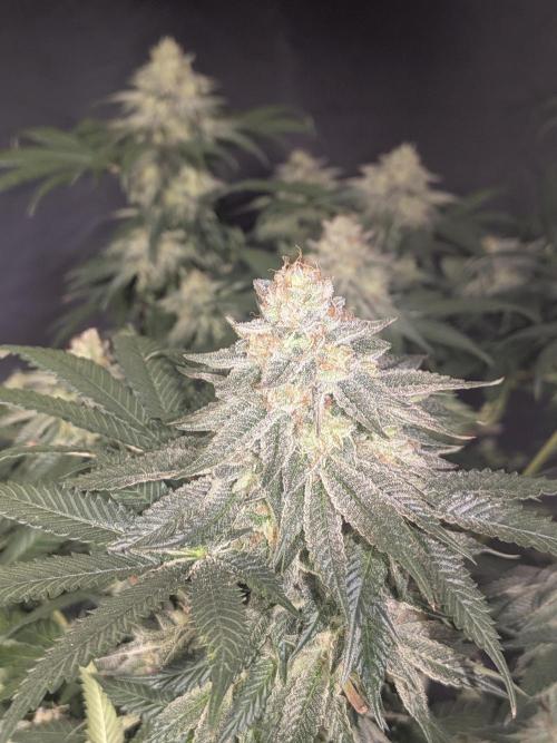 Mellow Jelly | Exclusive Zamnesia. Week 17